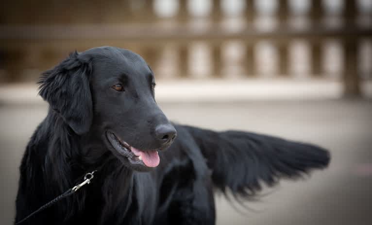MuddyFlats Gadsby , call name Tarn, a Flat-Coated Retriever tested with EmbarkVet.com