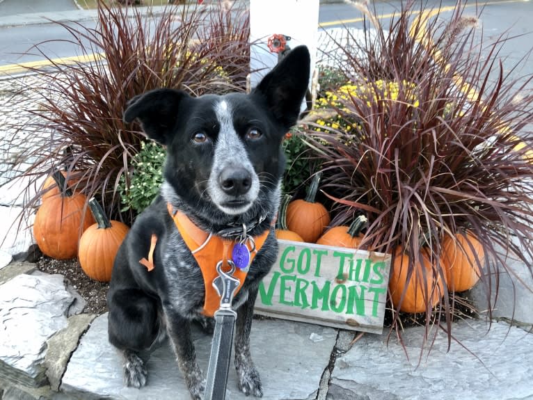 Mist, an Australian Cattle Dog and Australian Shepherd mix tested with EmbarkVet.com