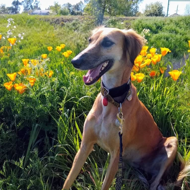 Sahara, a Saluki tested with EmbarkVet.com