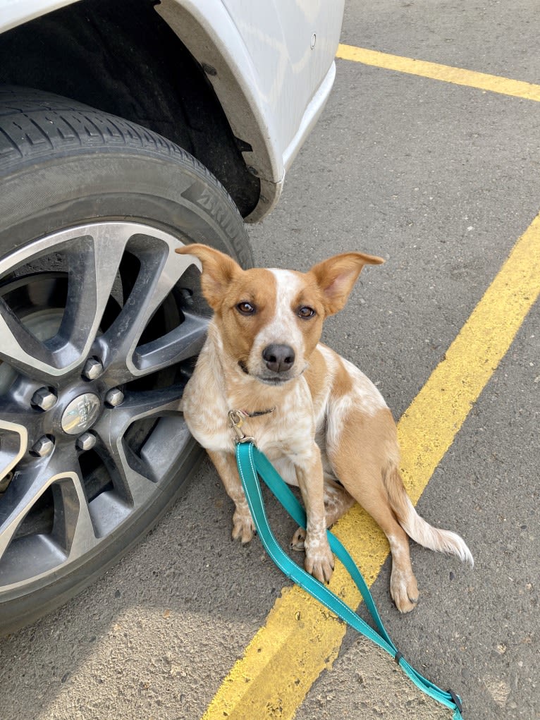 Gabby, an Australian Cattle Dog and American Pit Bull Terrier mix tested with EmbarkVet.com