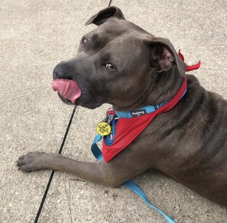 Raven, an American Pit Bull Terrier and American Staffordshire Terrier mix tested with EmbarkVet.com