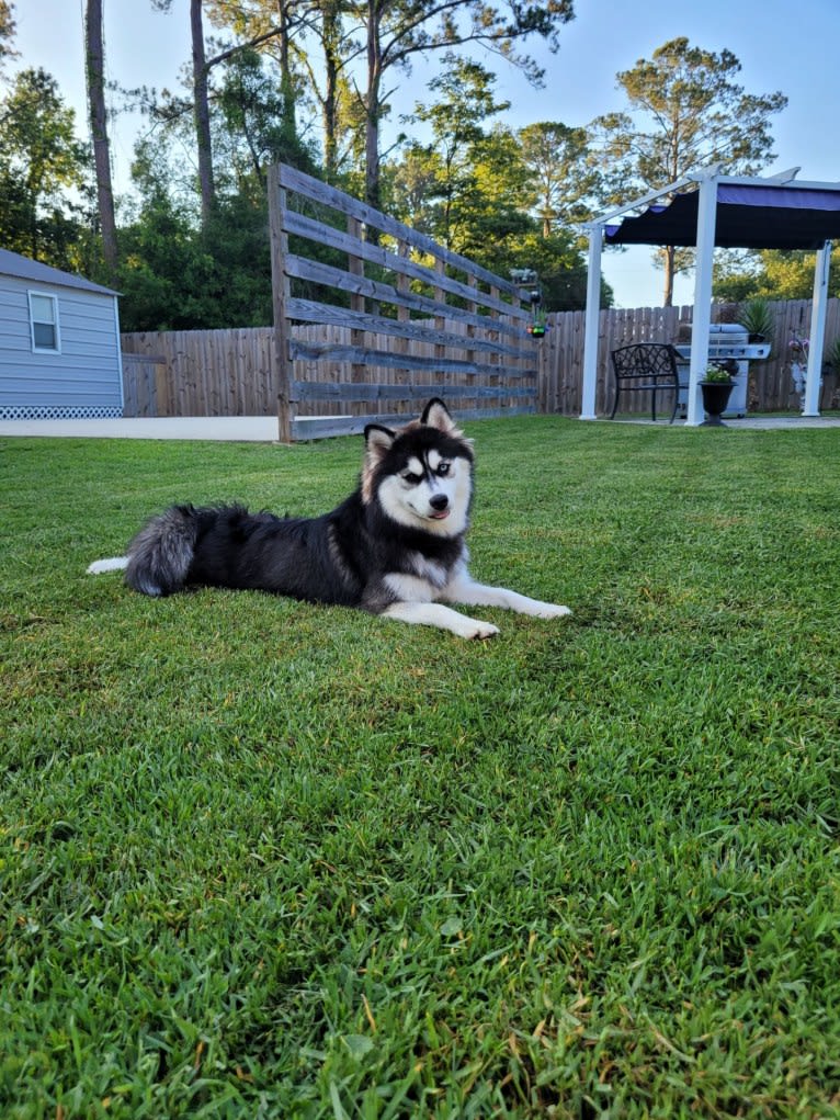 Harley, a Siberian Husky and Pomeranian mix tested with EmbarkVet.com