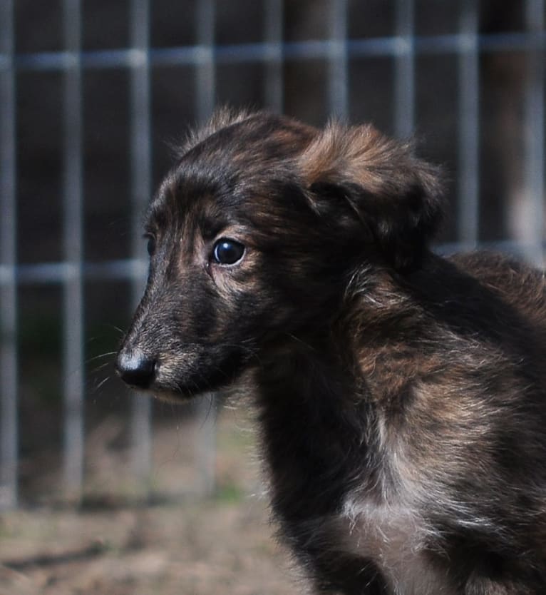 Jumpystumpy, a Silken Windhound tested with EmbarkVet.com