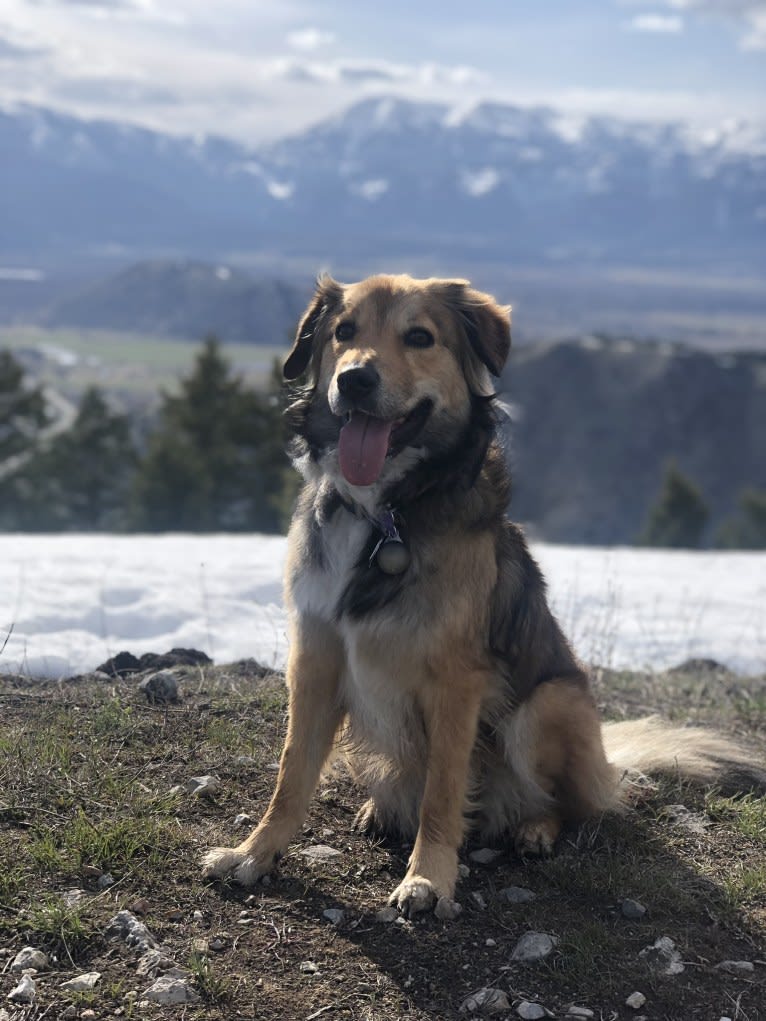 Akela, an American Pit Bull Terrier and Australian Cattle Dog mix tested with EmbarkVet.com