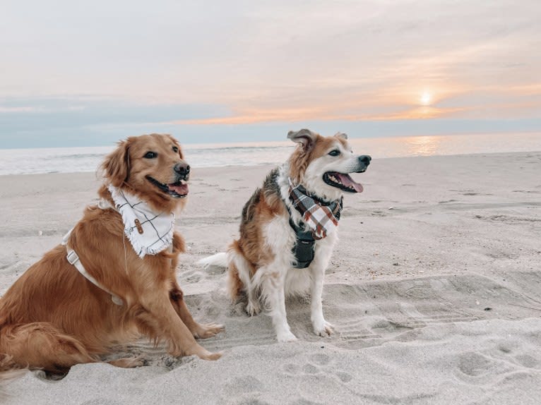 Marley, a Golden Retriever tested with EmbarkVet.com