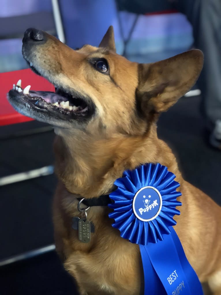 Scotchie, a Siberian Husky and German Shepherd Dog mix tested with EmbarkVet.com