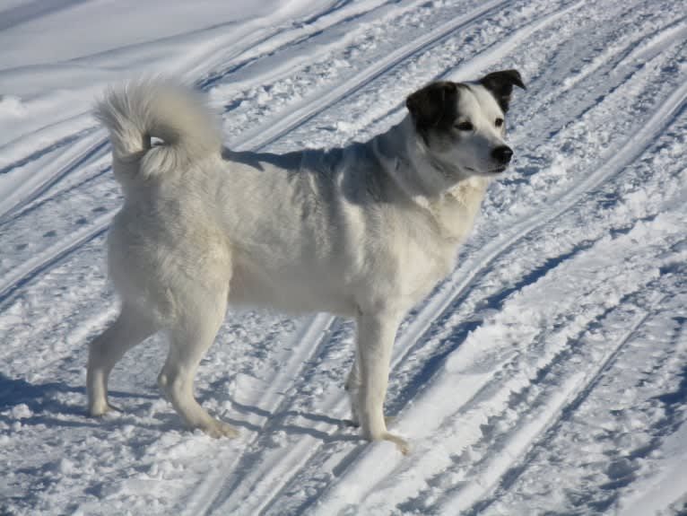 Buddy, an American Eskimo Dog and Norwegian Elkhound mix tested with EmbarkVet.com