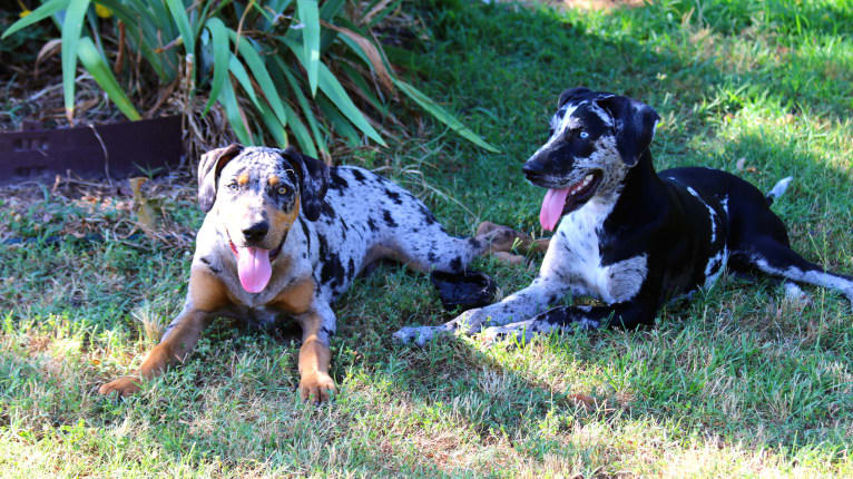 Roux, a Catahoula Leopard Dog tested with EmbarkVet.com