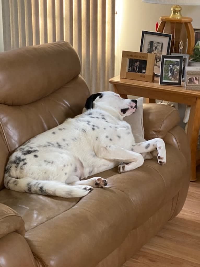 RIVER, a Great Pyrenees and Boxer mix tested with EmbarkVet.com