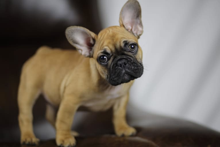 Greta, a French Bulldog tested with EmbarkVet.com