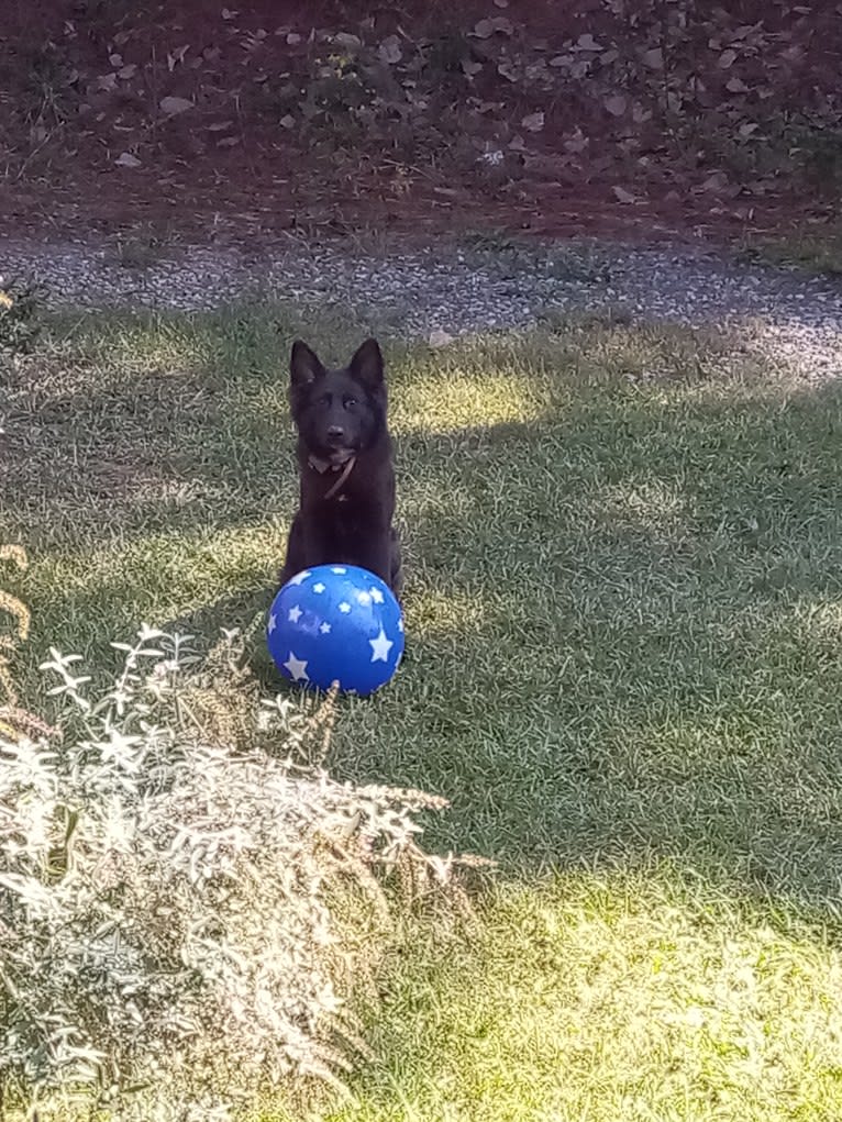 Dixie, a German Shepherd Dog and Australian Shepherd mix tested with EmbarkVet.com