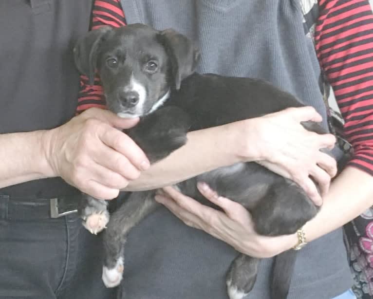 Buddy, an American Pit Bull Terrier and Australian Cattle Dog mix tested with EmbarkVet.com