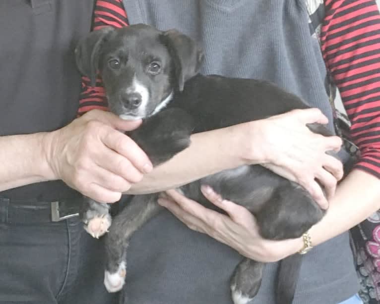 Buddy, an American Pit Bull Terrier and Australian Cattle Dog mix tested with EmbarkVet.com