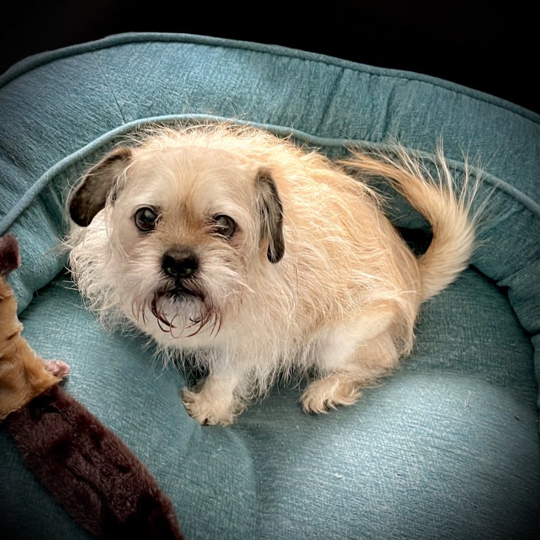 Winston, a Pugapoo tested with EmbarkVet.com