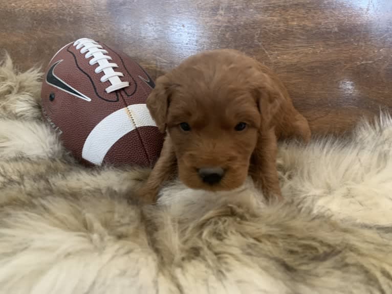 Gray Collar, a Goldendoodle tested with EmbarkVet.com