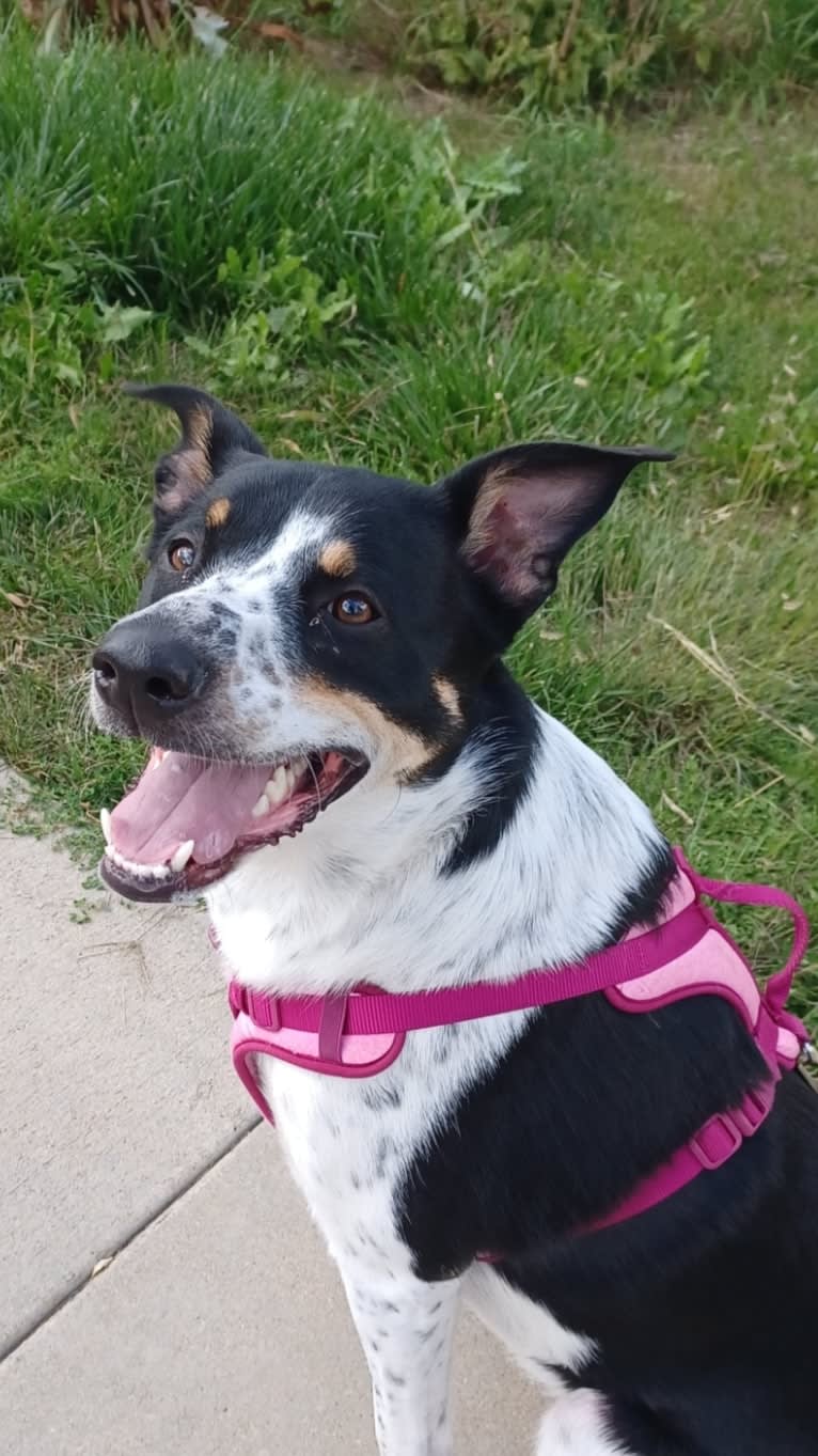 Zoey, an Australian Cattle Dog and Great Pyrenees mix tested with EmbarkVet.com