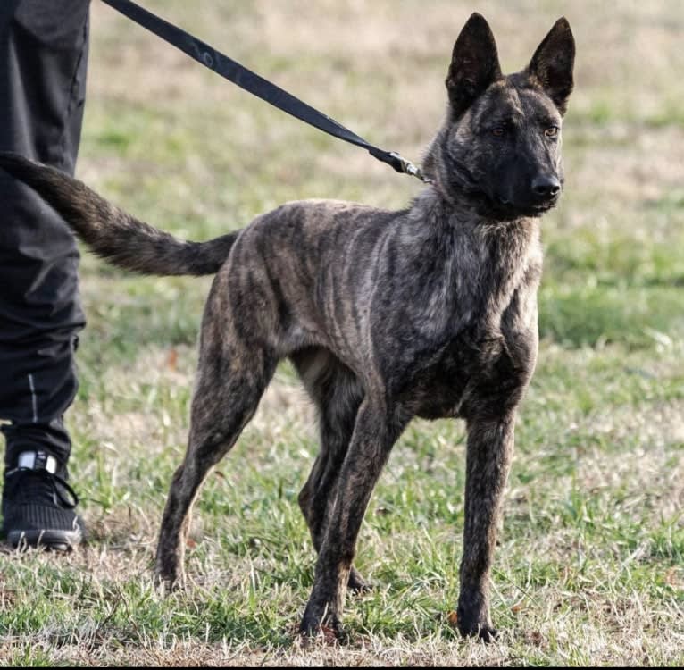 Jinx Van Patriot, a Dutch Shepherd and German Shepherd Dog mix tested with EmbarkVet.com