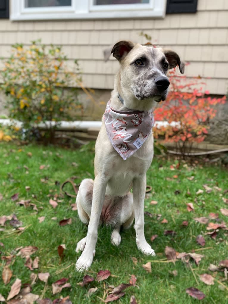 Winter, a Great Pyrenees and Mountain Cur mix tested with EmbarkVet.com