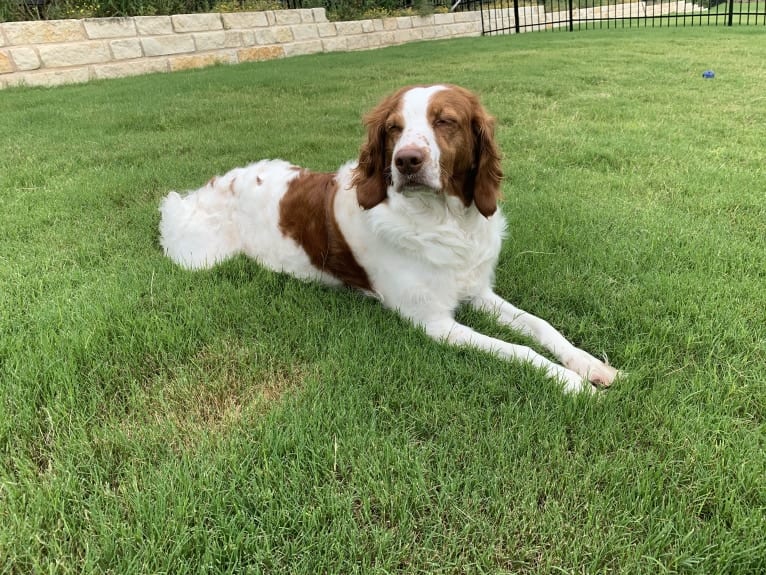 Autumn, a Brittany tested with EmbarkVet.com