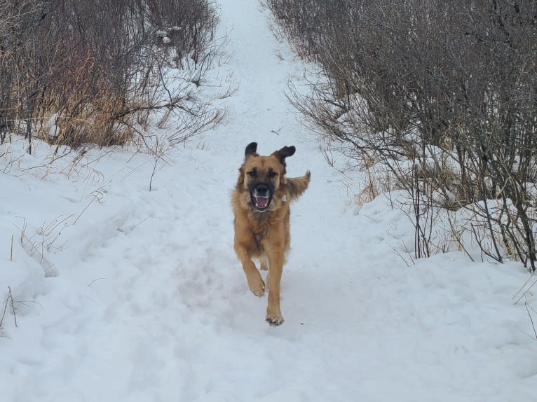 Honey, a Great Pyrenees and Rottweiler mix tested with EmbarkVet.com