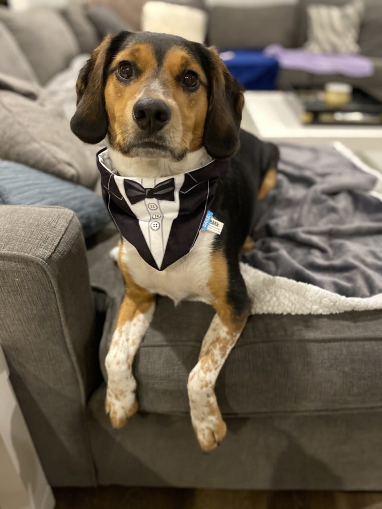 Rooney, a Beagle and Labrador Retriever mix tested with EmbarkVet.com