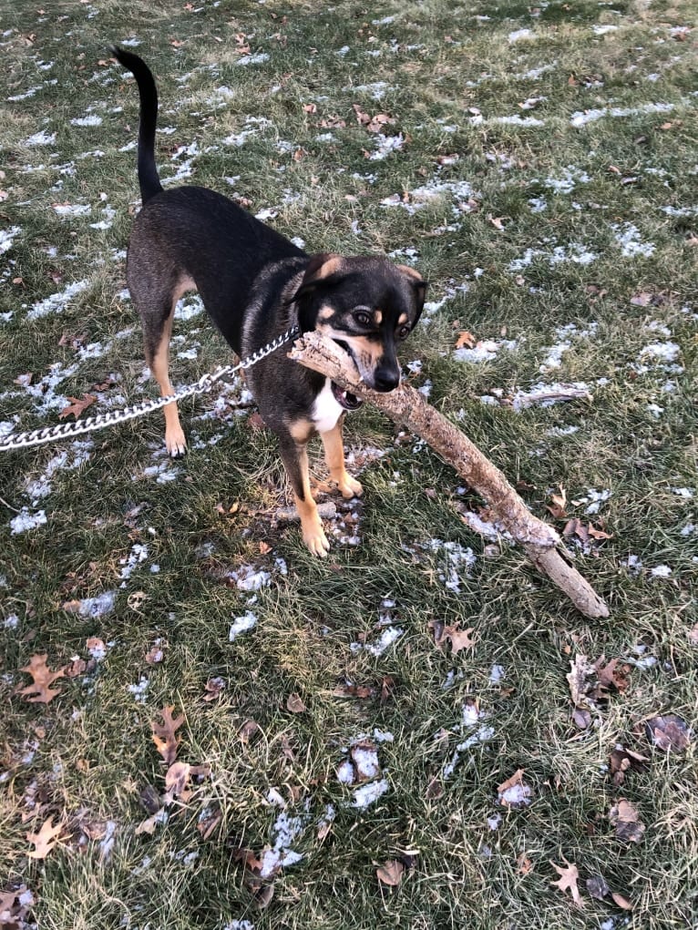 Buddy Lopez-Hahn, a Treeing Walker Coonhound and Redbone Coonhound mix tested with EmbarkVet.com