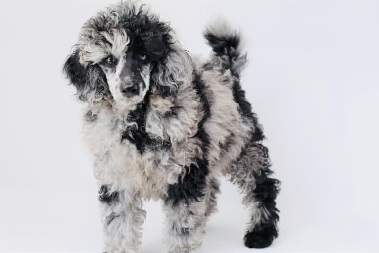 Picasso, a Poodle tested with EmbarkVet.com