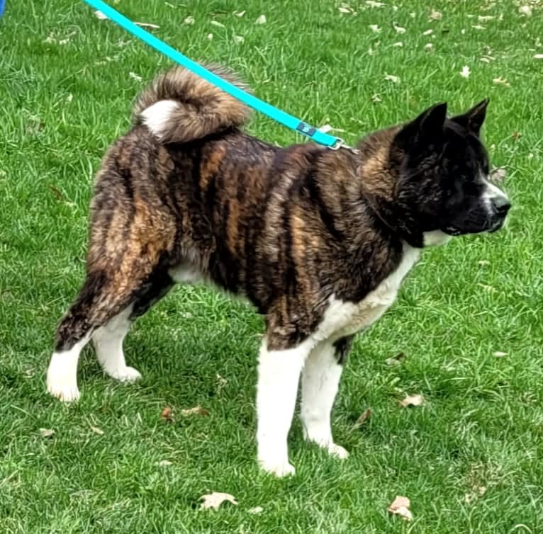 Bruno, an Akita tested with EmbarkVet.com