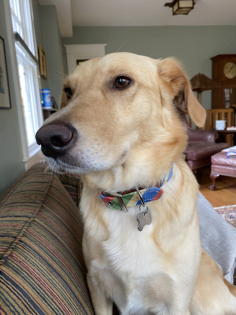 Colby, a Golden Retriever and Shetland Sheepdog mix tested with EmbarkVet.com