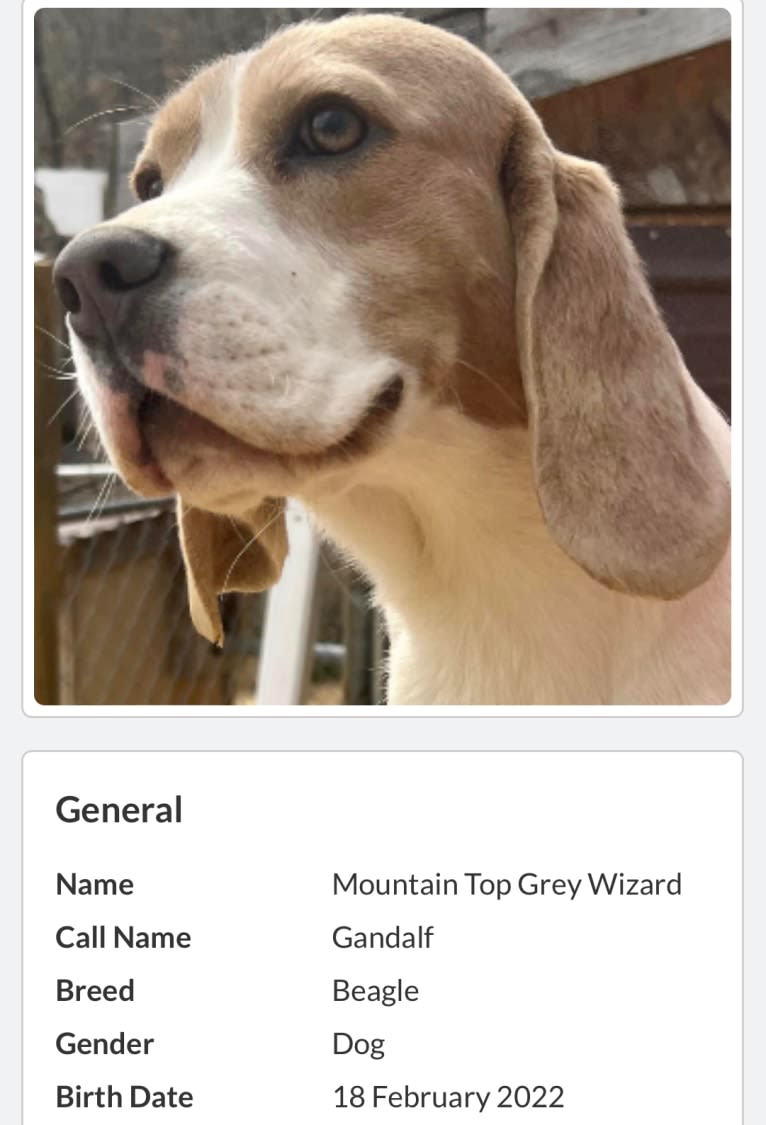 Gandalf, a Beagle tested with EmbarkVet.com