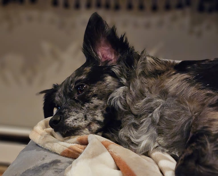 Mallatobuck, a Chihuahua and Shih Tzu mix tested with EmbarkVet.com