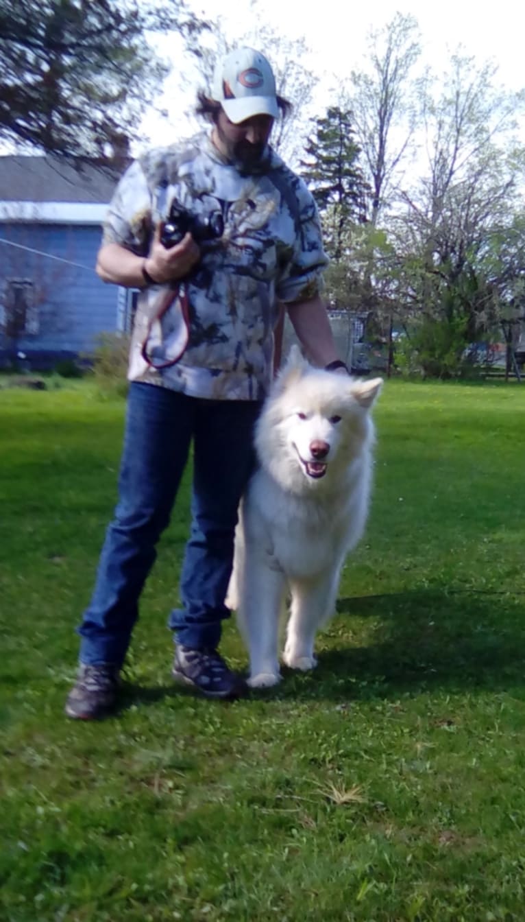 Nanuk, an Alaskan Malamute and Siberian Husky mix tested with EmbarkVet.com