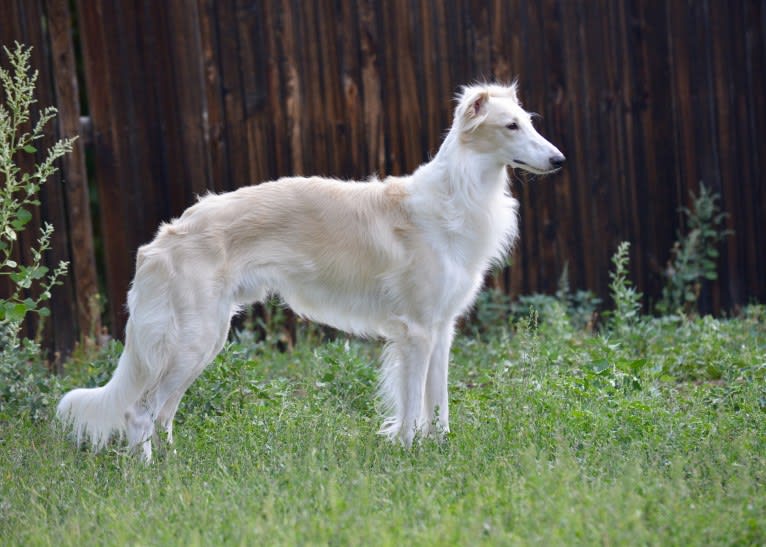 Dazzle, a Silken Windhound tested with EmbarkVet.com