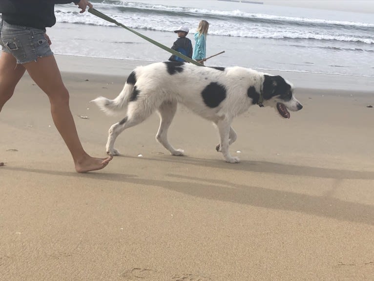 Jameson, a West Asian Village Dog tested with EmbarkVet.com