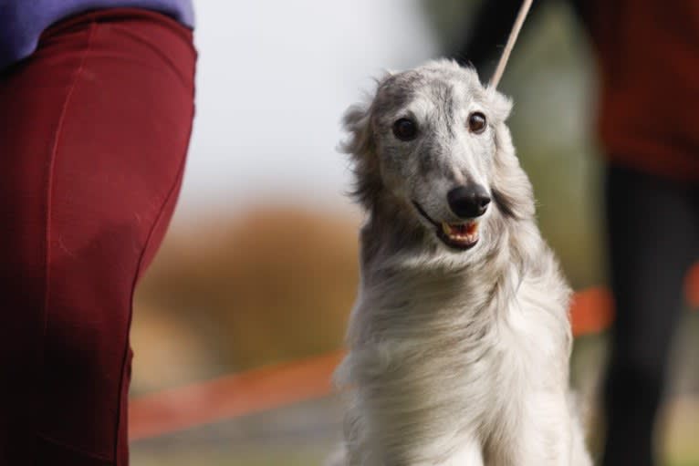 Bubba, a Silken Windhound tested with EmbarkVet.com