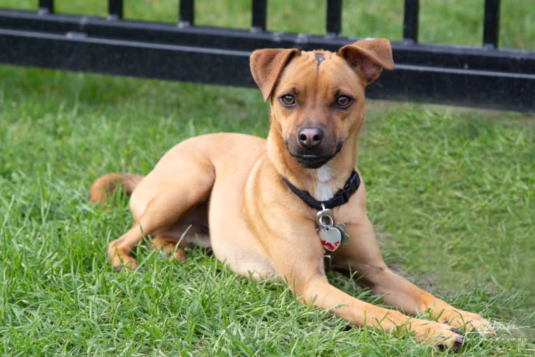 Jacob, a Russell-type Terrier and Pug mix tested with EmbarkVet.com