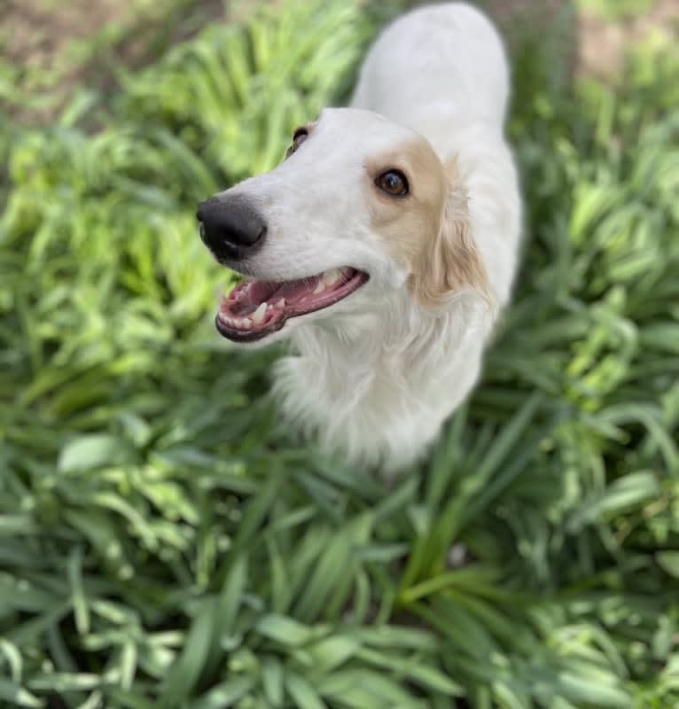 Suki, a Silken Windhound tested with EmbarkVet.com