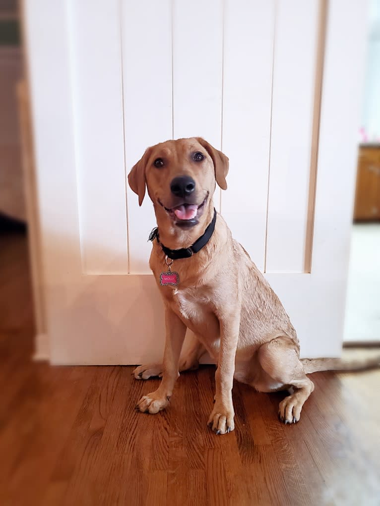 Molly, a Great Pyrenees and Golden Retriever mix tested with EmbarkVet.com