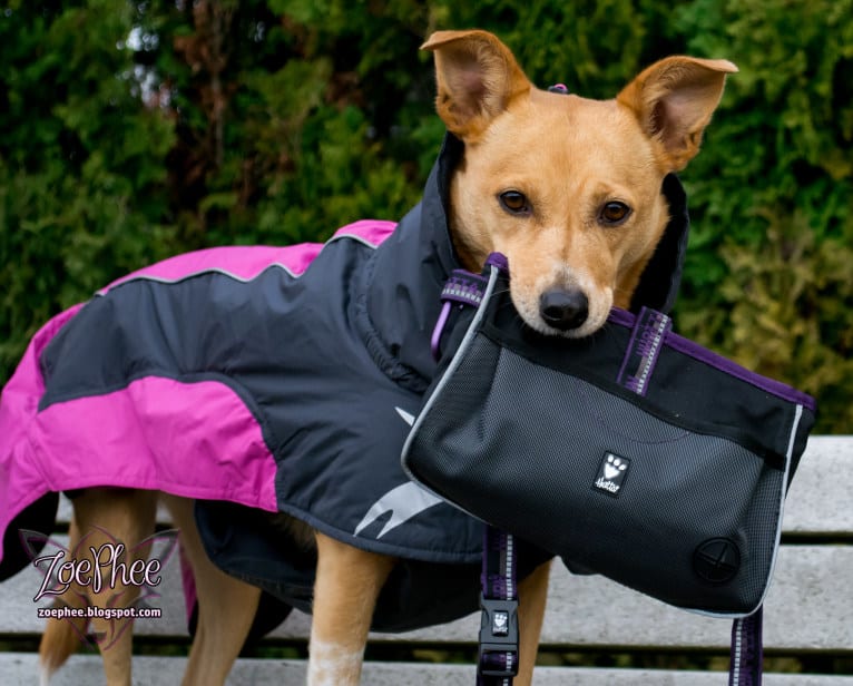 Zoe, an Australian Cattle Dog and Rat Terrier mix tested with EmbarkVet.com