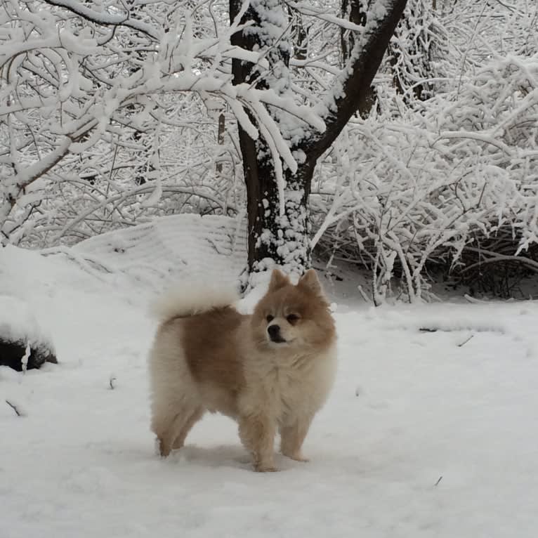 Techno, a Pomeranian tested with EmbarkVet.com