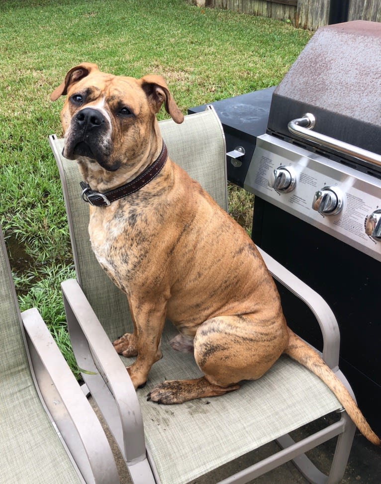 Mikey, an American Bulldog tested with EmbarkVet.com