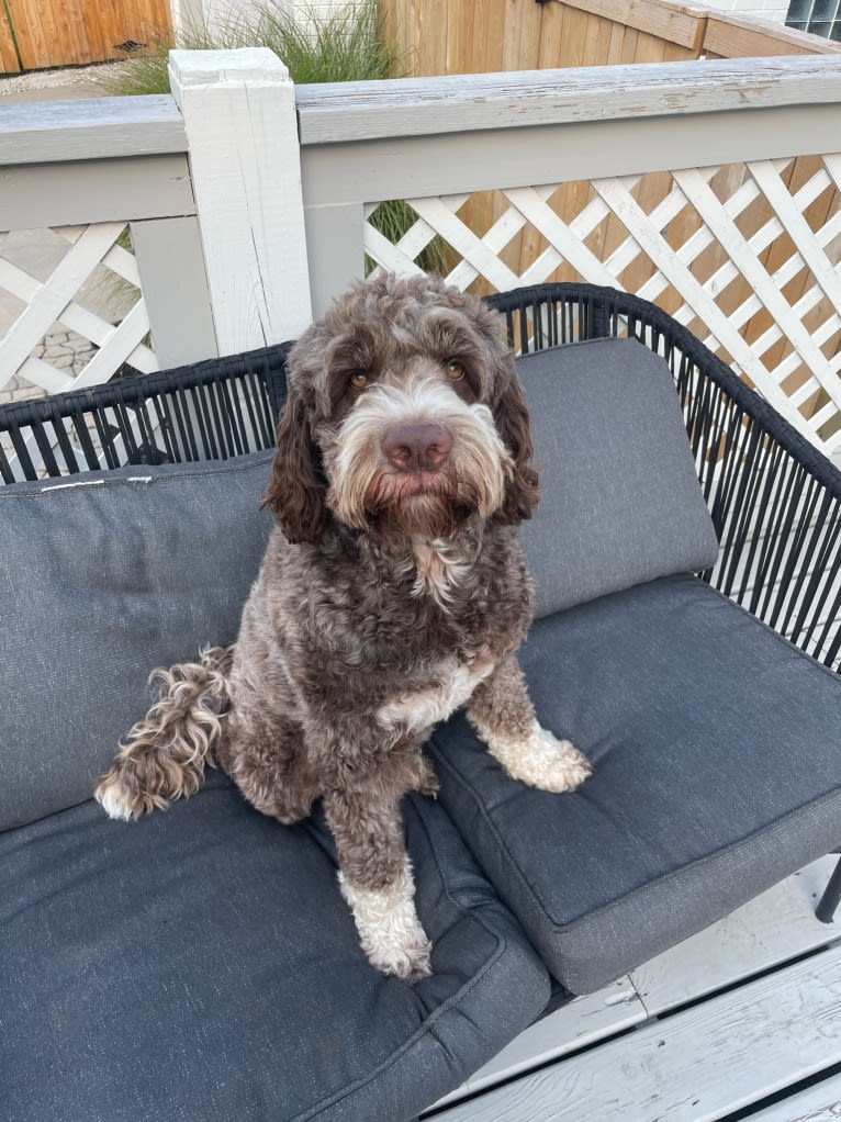 Bolo, an English Springer Spaniel and Poodle (Standard) mix tested with EmbarkVet.com