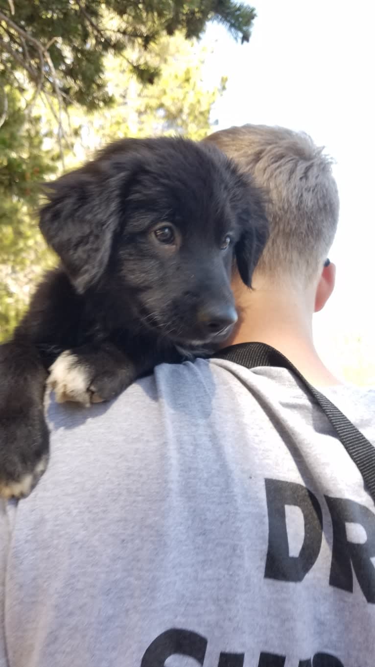 Django, a Border Collie and Golden Retriever mix tested with EmbarkVet.com