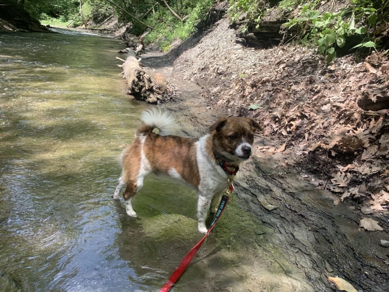 Charlie, a Russell-type Terrier and Shih Tzu mix tested with EmbarkVet.com