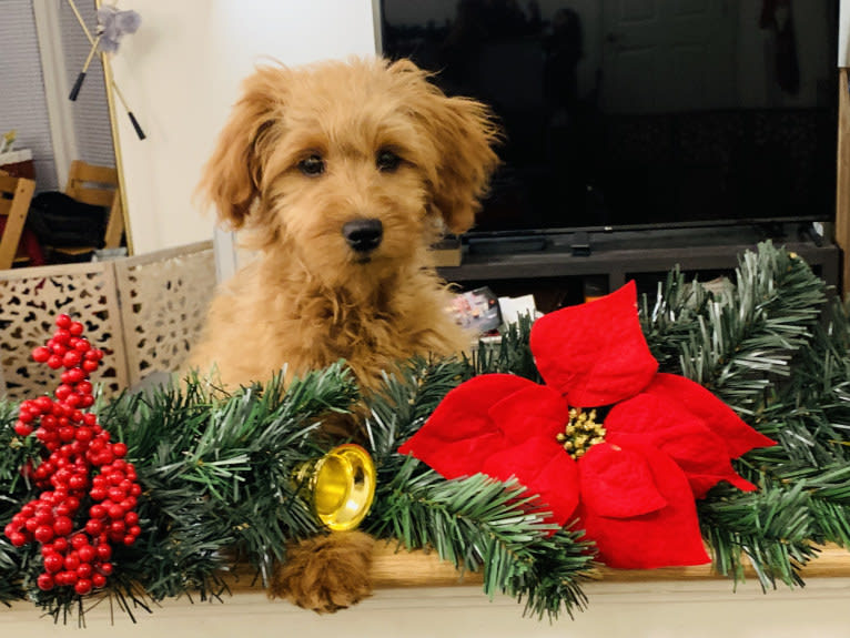 Cocoa, a Labradoodle tested with EmbarkVet.com