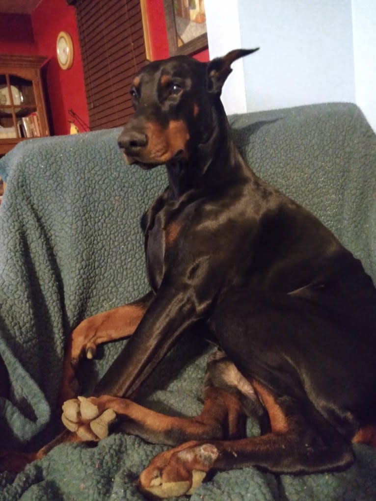 Sirus Lee Nitro, a Doberman Pinscher tested with EmbarkVet.com