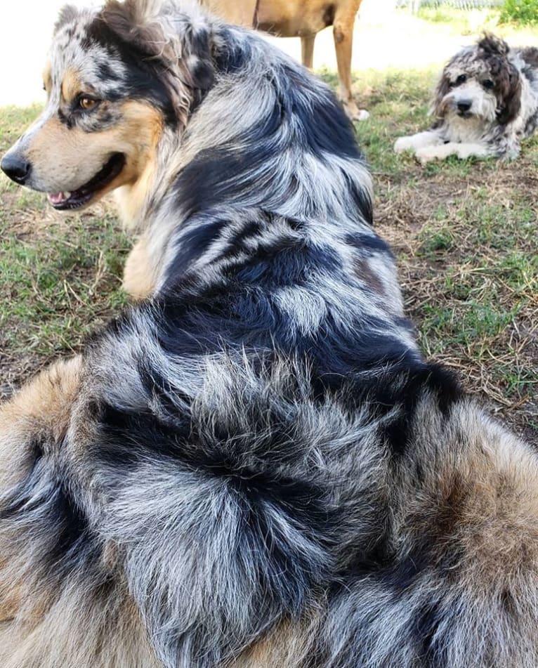 Dodge, an Australian Shepherd tested with EmbarkVet.com