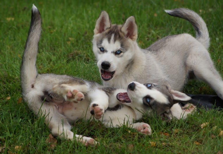 Pamuk av Vargevass, a Siberian Husky tested with EmbarkVet.com