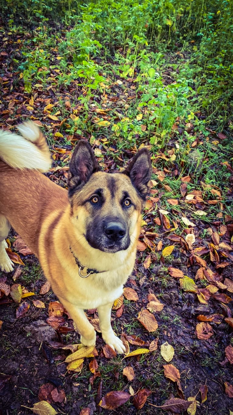 Anouk, a Yakutian Laika and Akita Inu mix tested with EmbarkVet.com