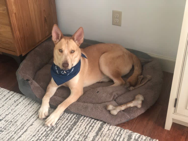 Loki, a Siberian Husky and American Pit Bull Terrier mix tested with EmbarkVet.com